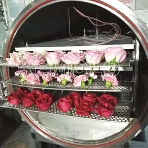 Fruit Lyophilization Machine